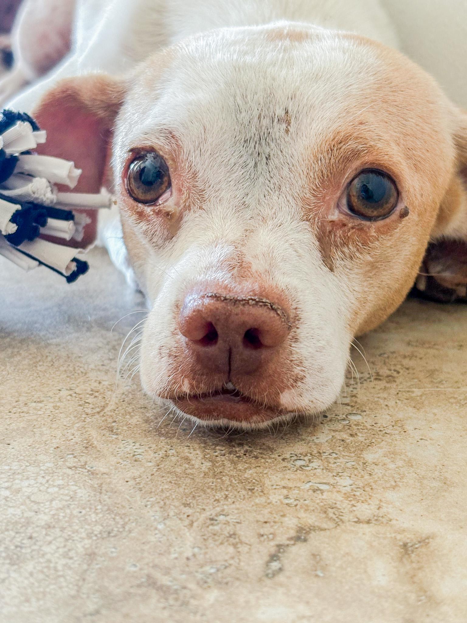 Enlarge Cosmo, a ADOPTABLE Mixed Breed in Marble Falls, TX image 2/3