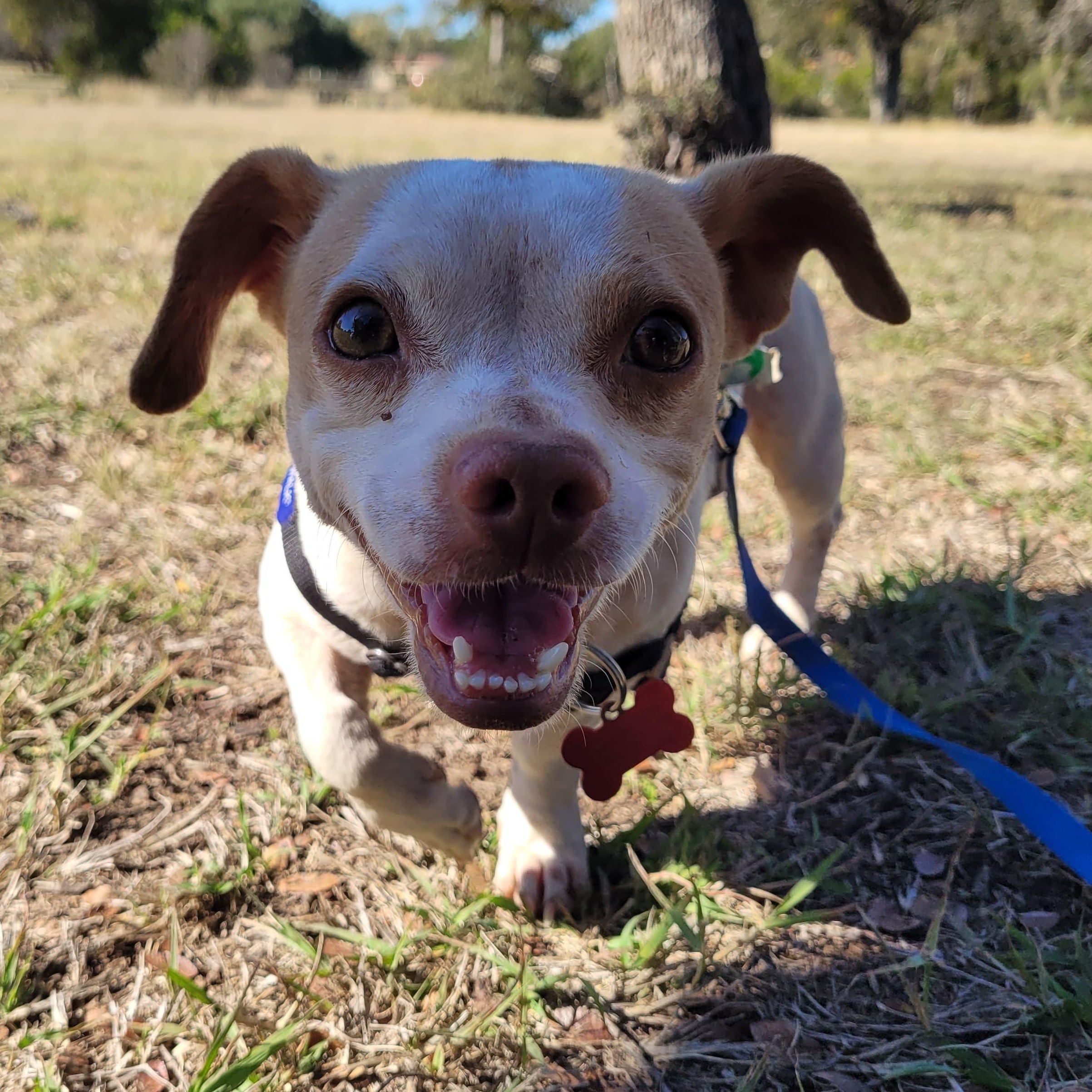 Enlarge Cosmo, a ADOPTABLE Mixed Breed in Marble Falls, TX image 3/3