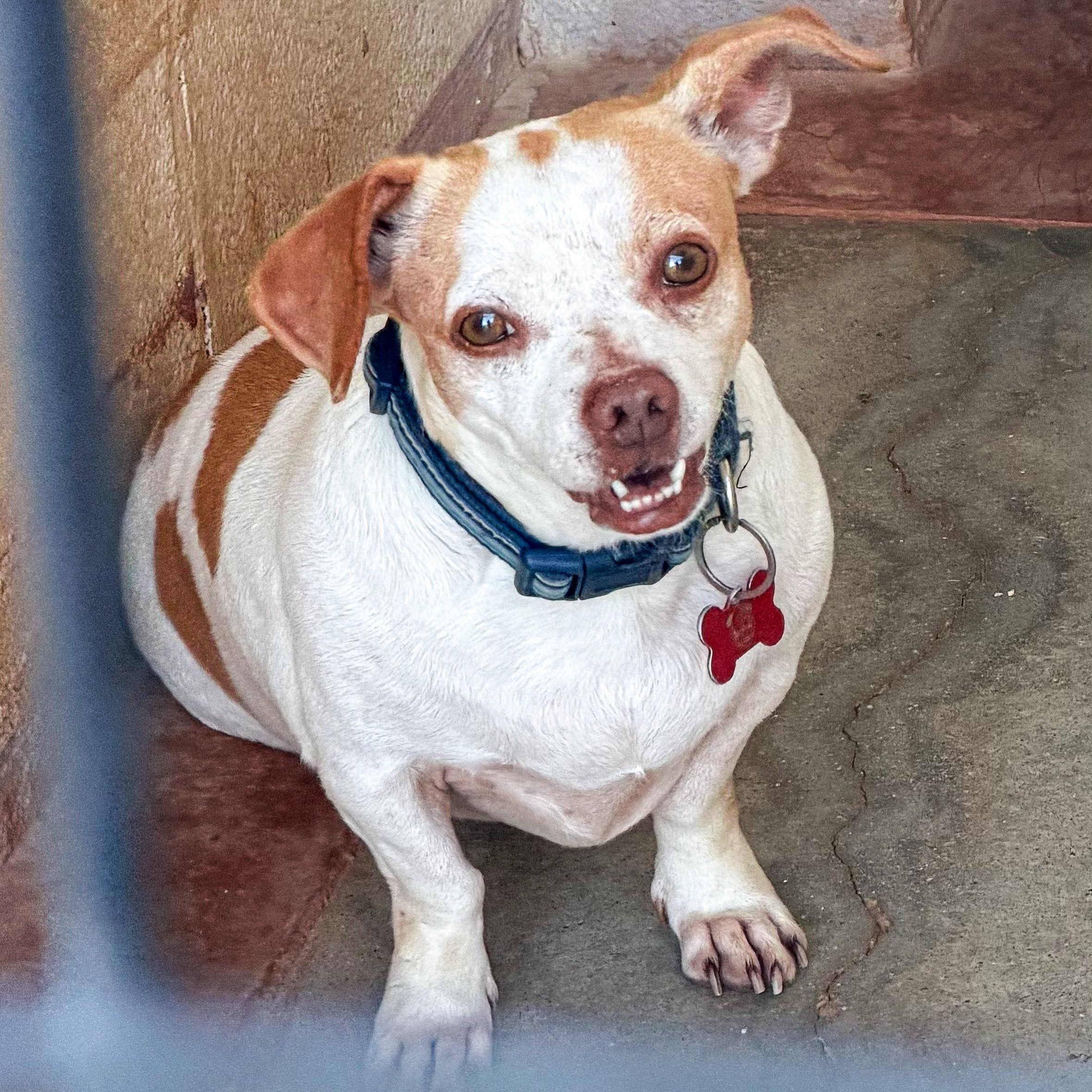 Cosmo, ADOPTABLE, Adult Male Mixed Breed.