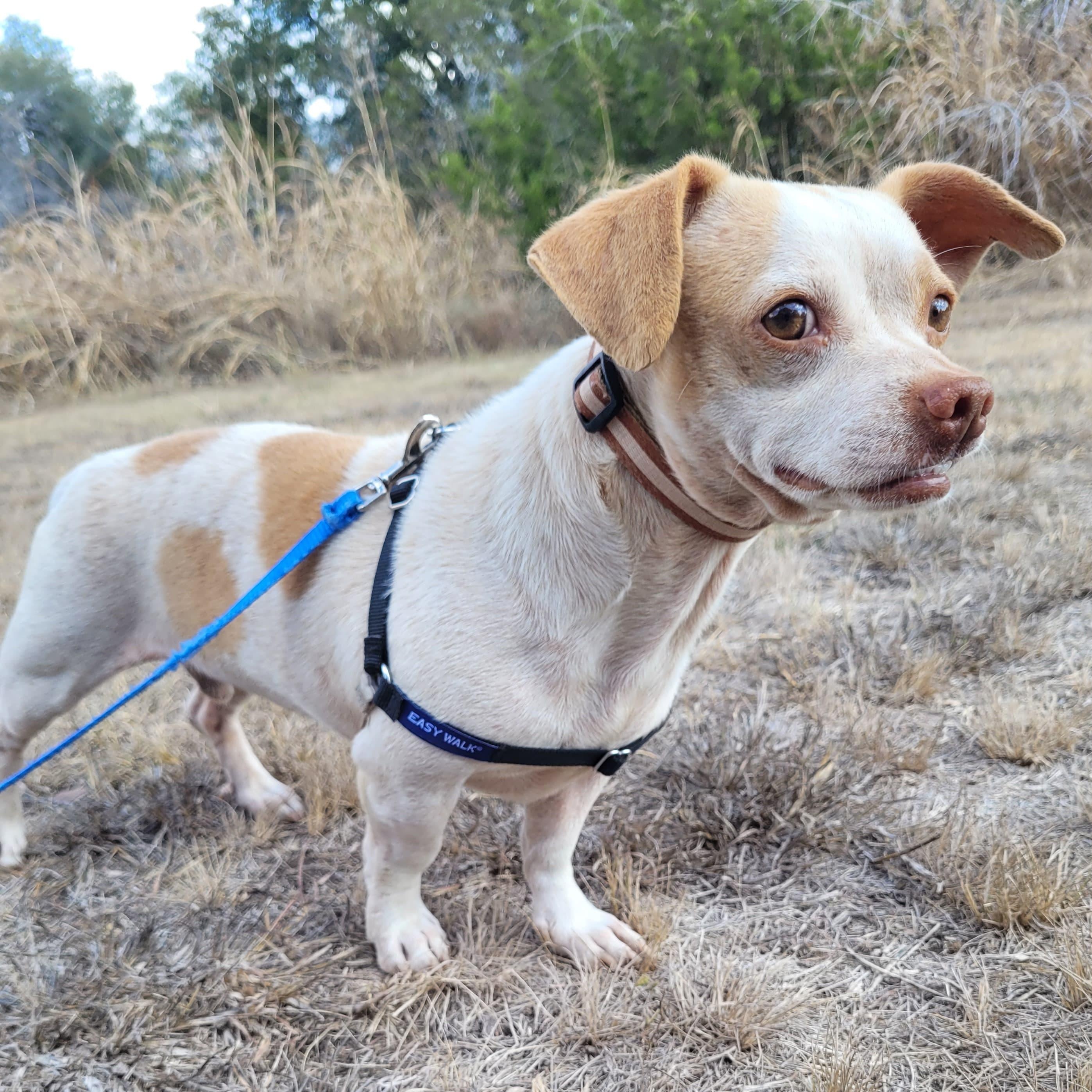 Enlarge Cosmo, a ADOPTABLE Mixed Breed in Marble Falls, TX image 1/3