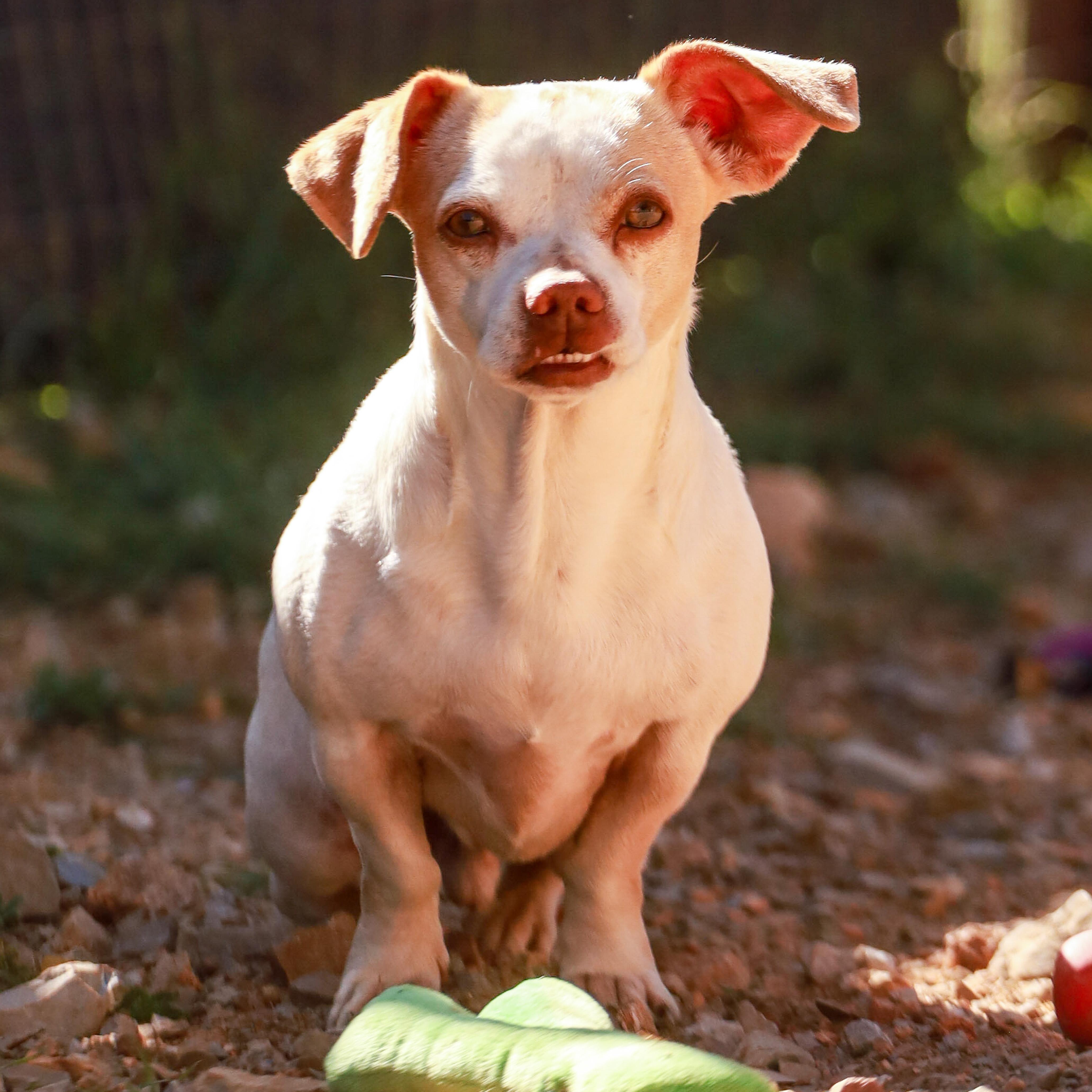 Enlarge Cosmo, a ADOPTABLE Mixed Breed in Marble Falls, TX image 2/2