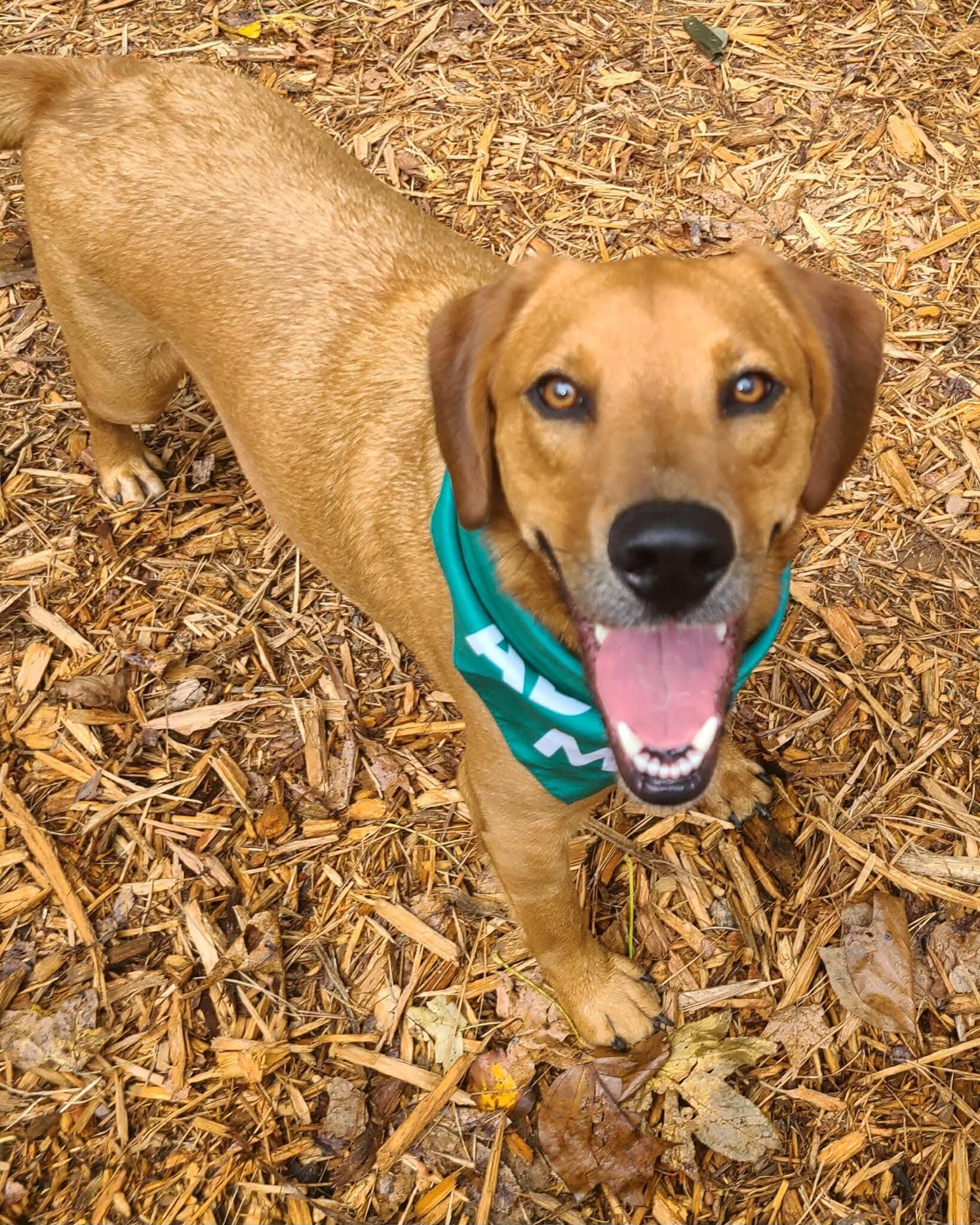 Finn, an adopted mixed breed in Roanoke, AL image 3/6