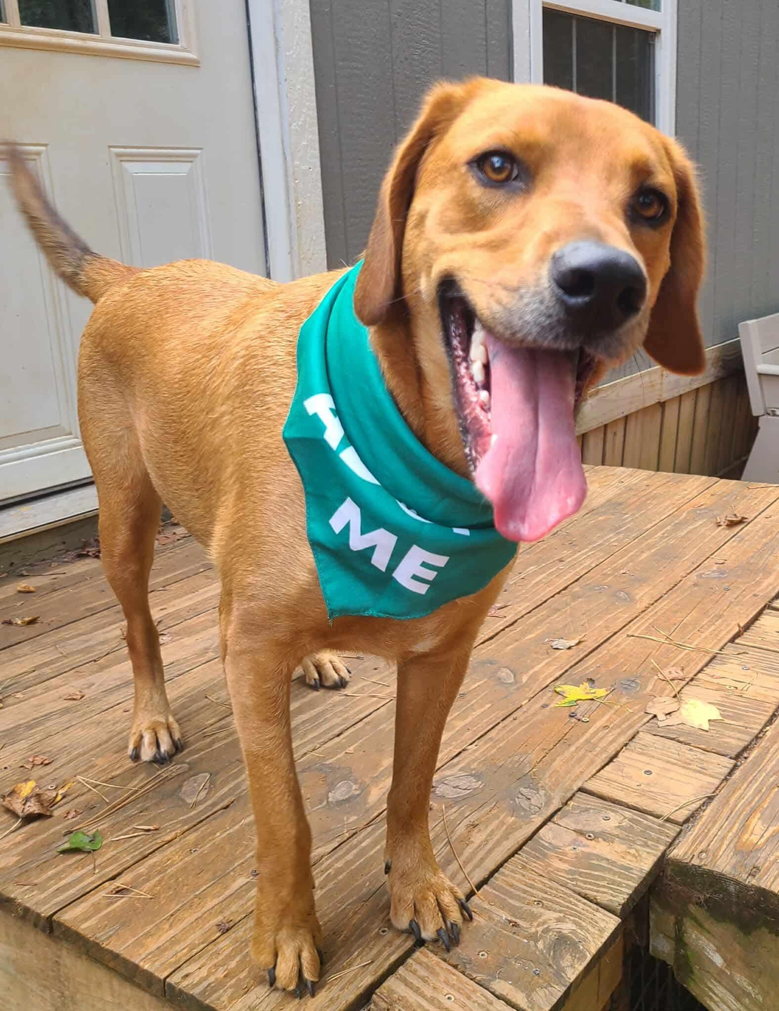 Finn, an adopted mixed breed in Roanoke, AL image 4/6