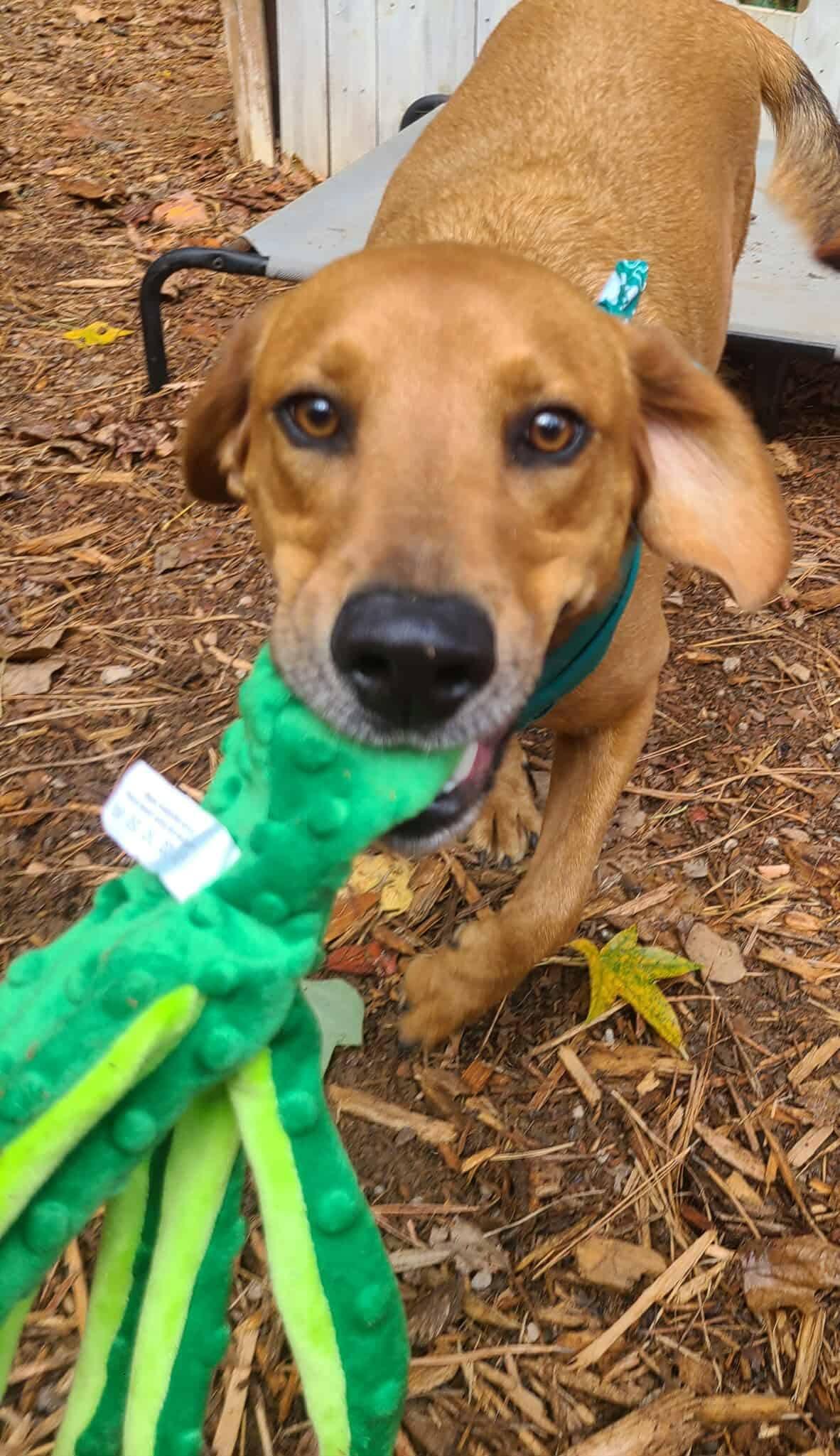 Finn, an adopted mixed breed in Roanoke, AL image 6/6