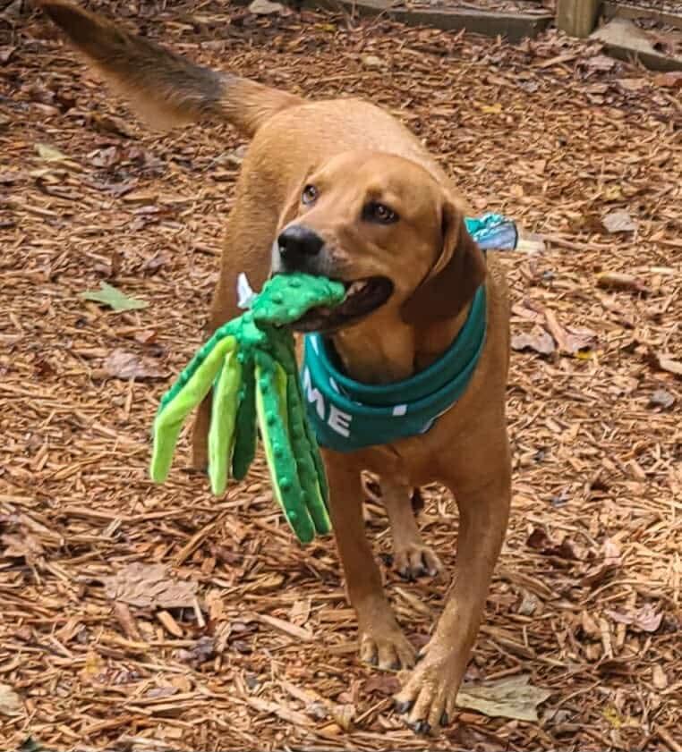 Finn, an adopted mixed breed in Roanoke, AL image 5/6