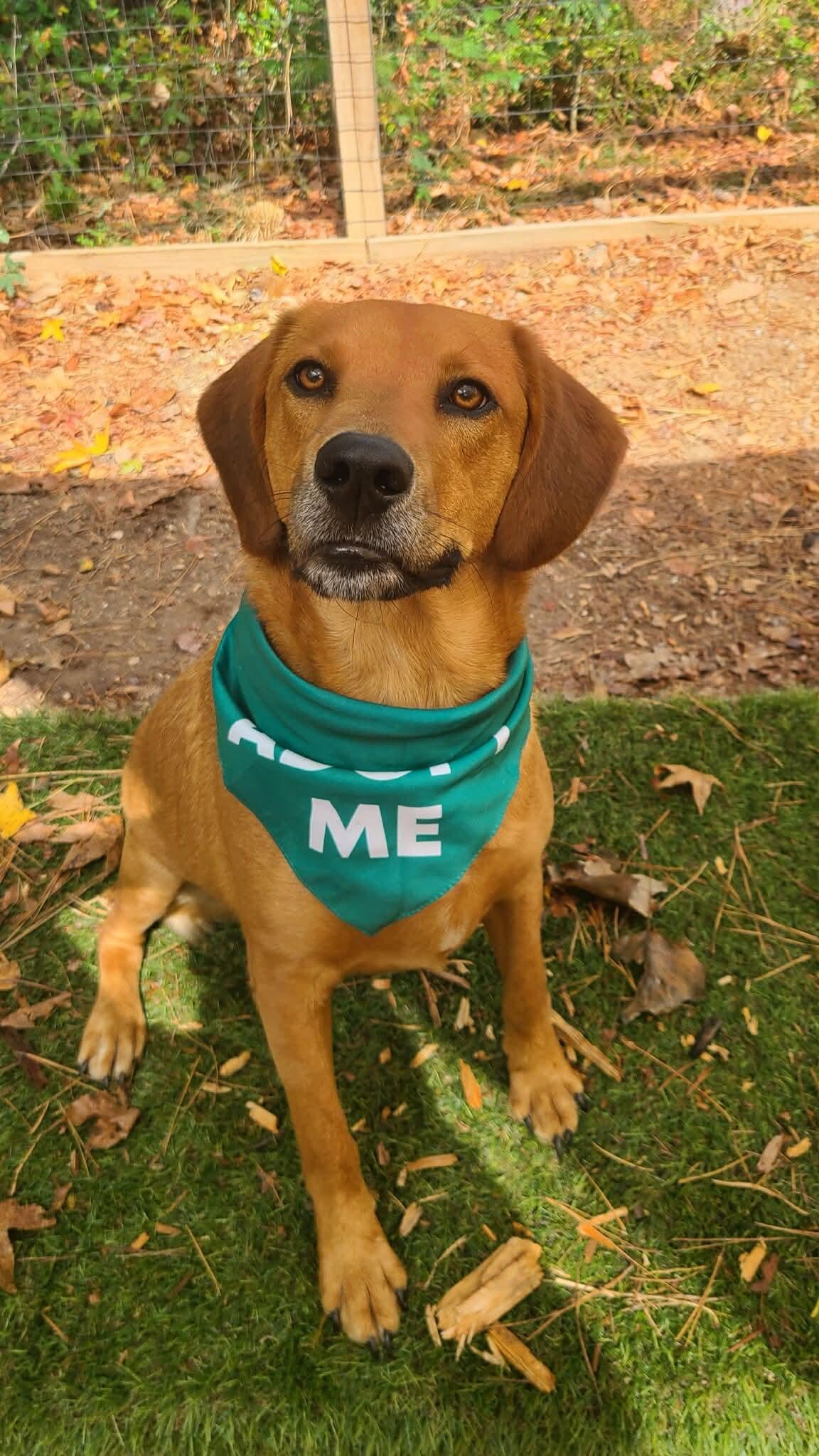 Finn, an adopted mixed breed in Roanoke, AL image 2/6