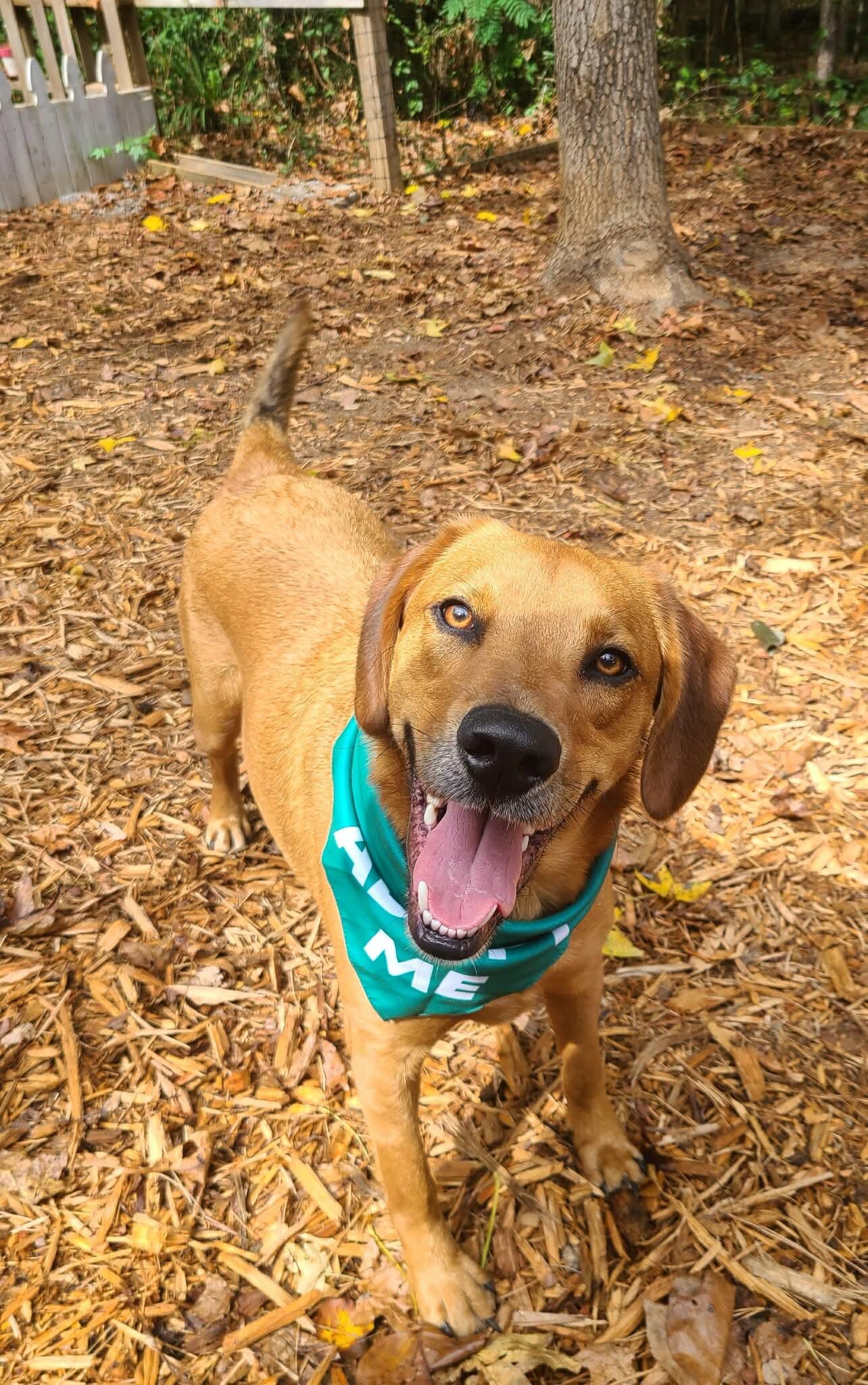 Finn, adopted, Adult Male Golden Retriever & Hound.