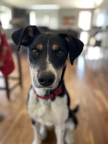 Pixie, Adoptable, Young Female Black and Tan Coonhound & Mixed Breed.
