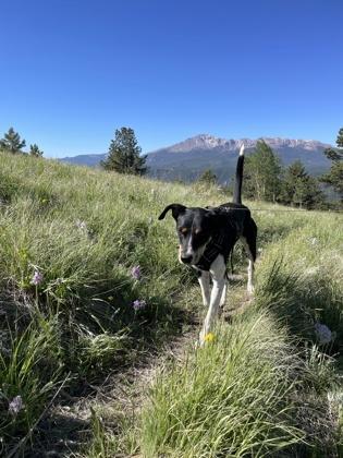 Pixie, a Adoptable mixed breed in Divide, CO image 2/3