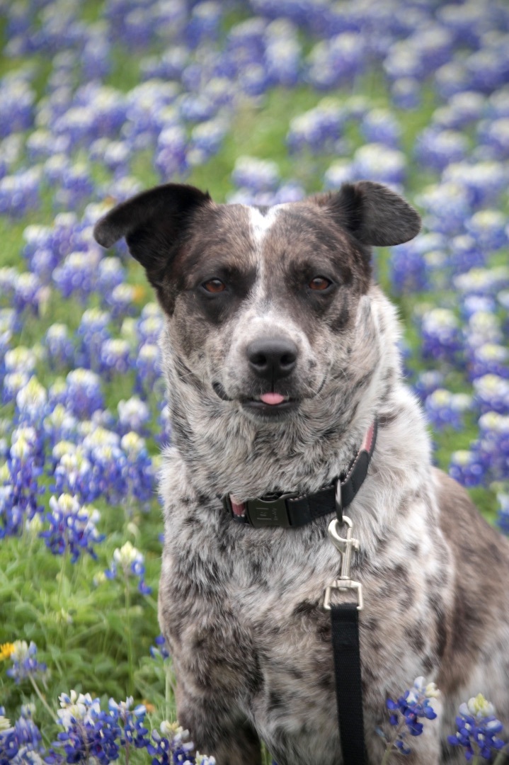 Juju, Adoptable, Adult Female Australian Cattle Dog / Blue Heeler.