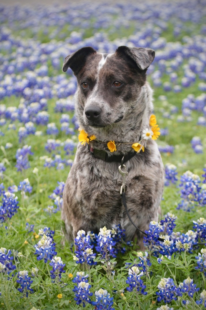 Enlarge Juju, a Adoptable Australian Cattle Dog / Blue Heeler in Driftwood, TX image 2/6