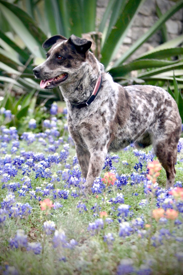 Enlarge Juju, a Adoptable Australian Cattle Dog / Blue Heeler in Driftwood, TX image 4/6