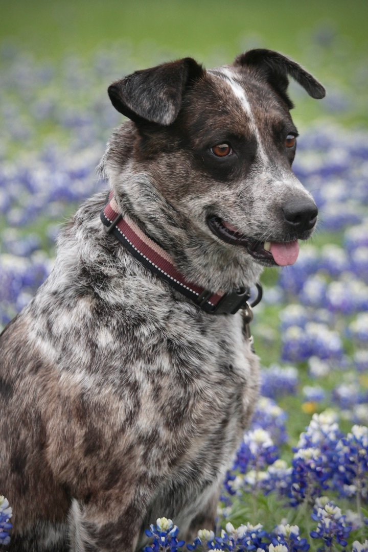 Enlarge Juju, a Adoptable Australian Cattle Dog / Blue Heeler in Driftwood, TX image 5/6