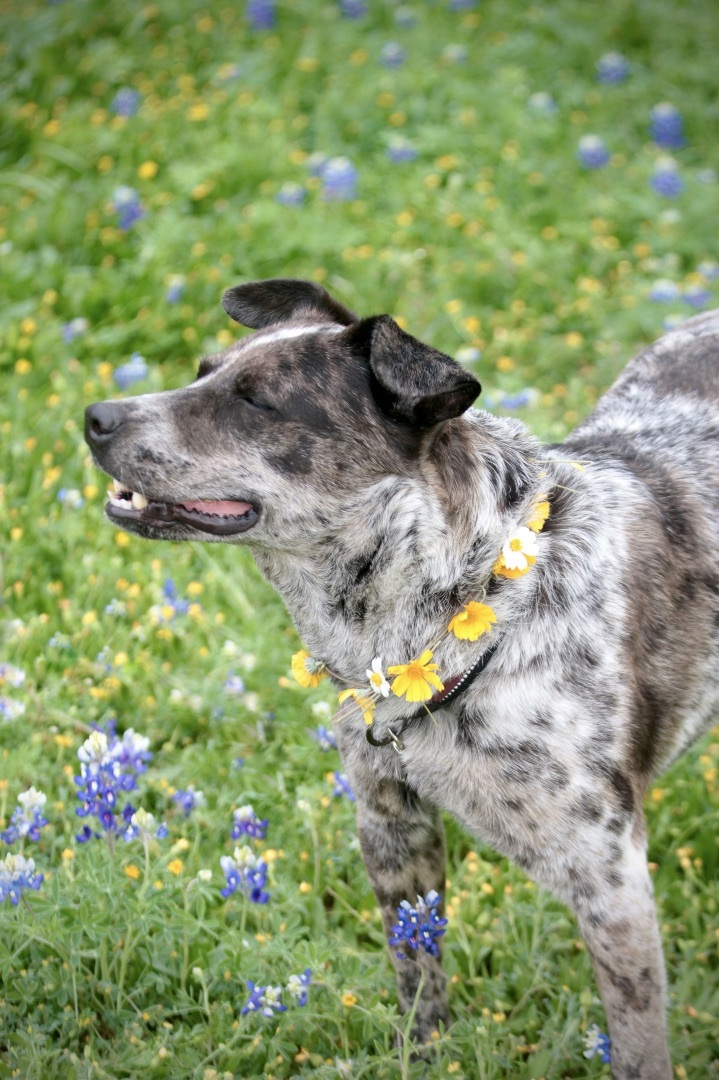 Enlarge Juju, a Adoptable Australian Cattle Dog / Blue Heeler in Driftwood, TX image 6/6