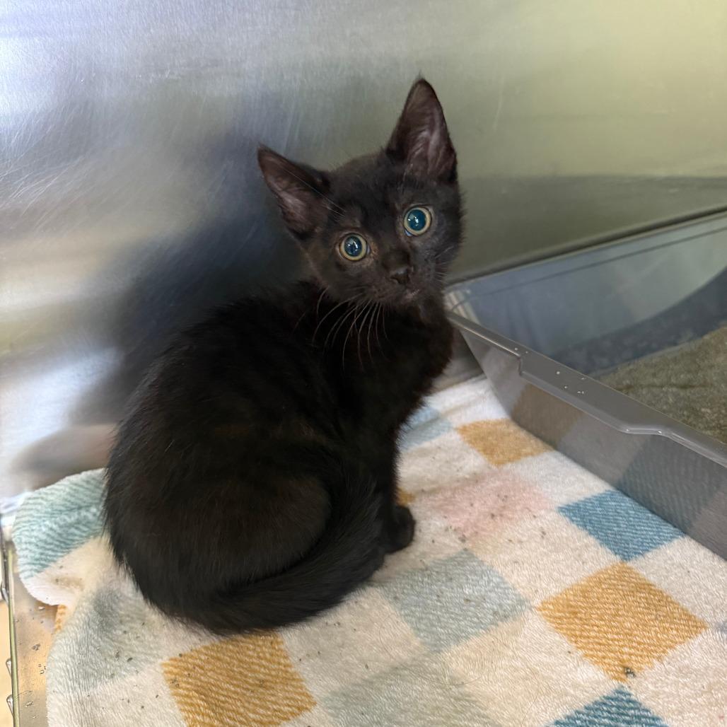 Judy, Adoptable, Kitten Female Domestic Short Hair.