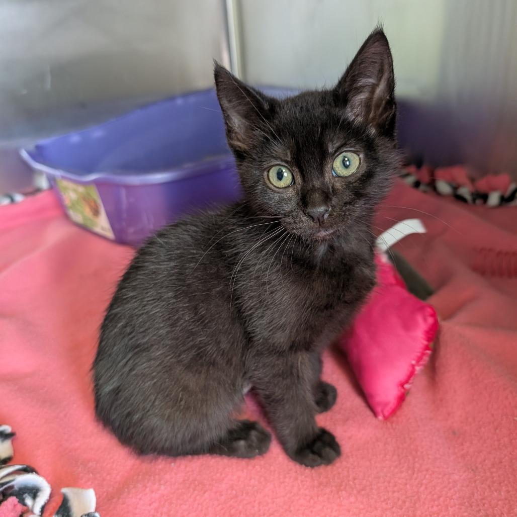 Enlarge Judy, a Adoptable Domestic Short Hair in Emporia, KS image 2/3