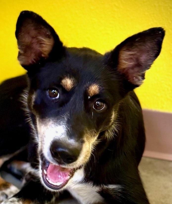 Delilah