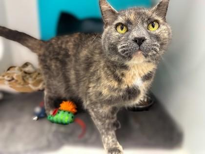 Enlarge Minerva, a Adoptable mixed breed in Gwinn, MI image 1/1