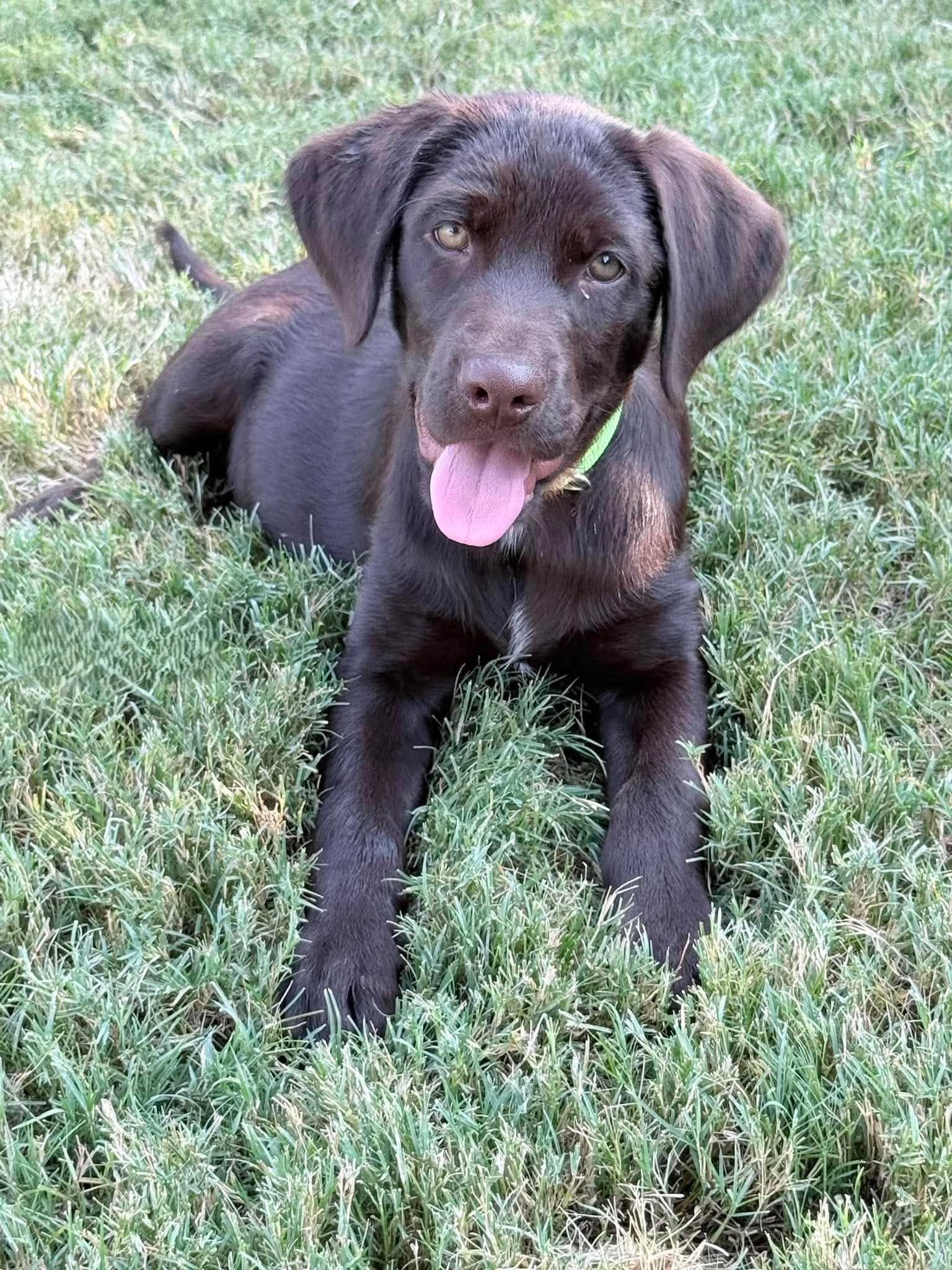 Tom, adopted, Puppy Male Mixed Breed.
