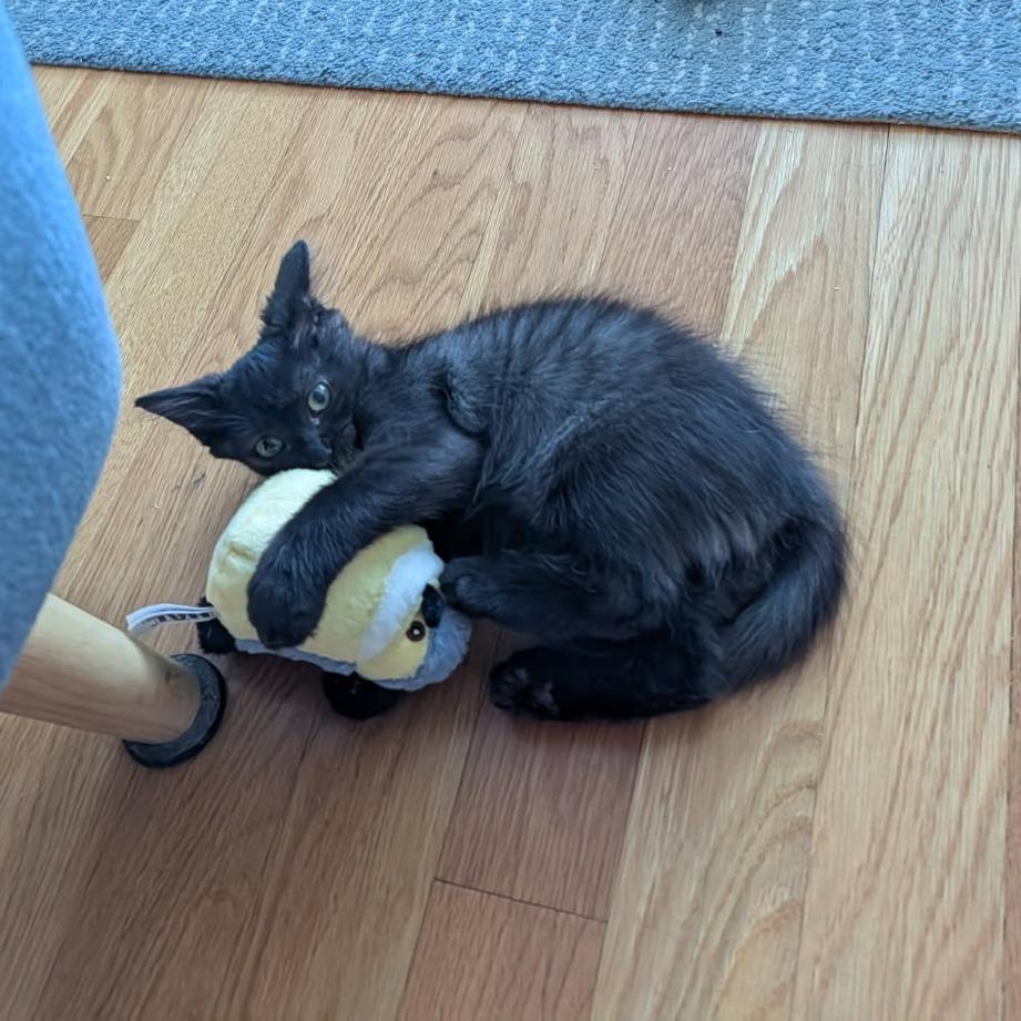 Enlarge Jolene, a Adoptable American Shorthair in Westhampton, NY image 1/6