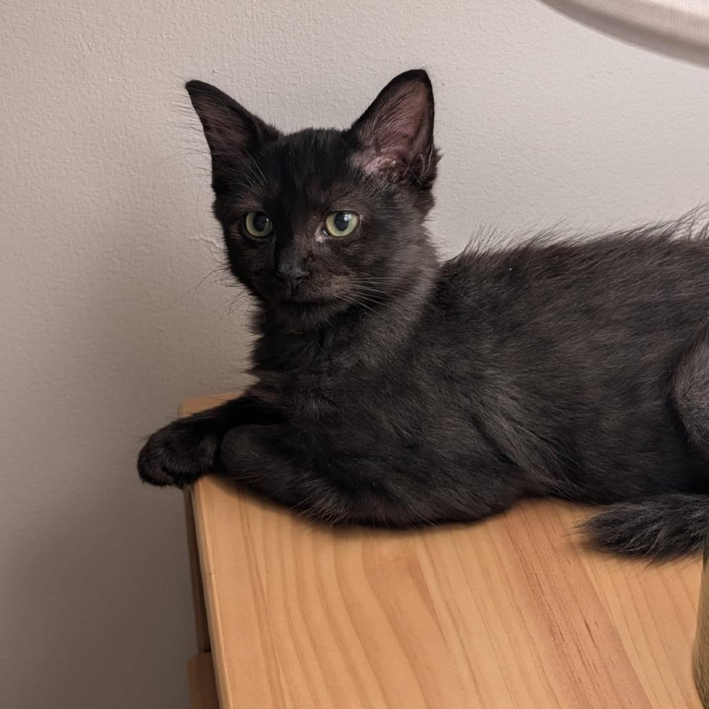 Enlarge Jolene, a Adoptable American Shorthair in Westhampton, NY image 3/6