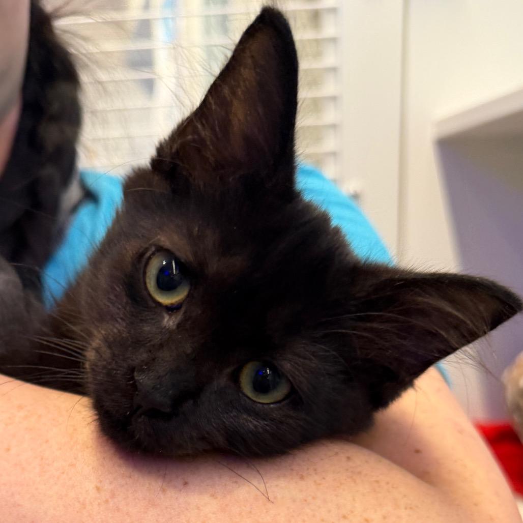 Enlarge Jolene, a Adoptable American Shorthair in Westhampton, NY image 4/6