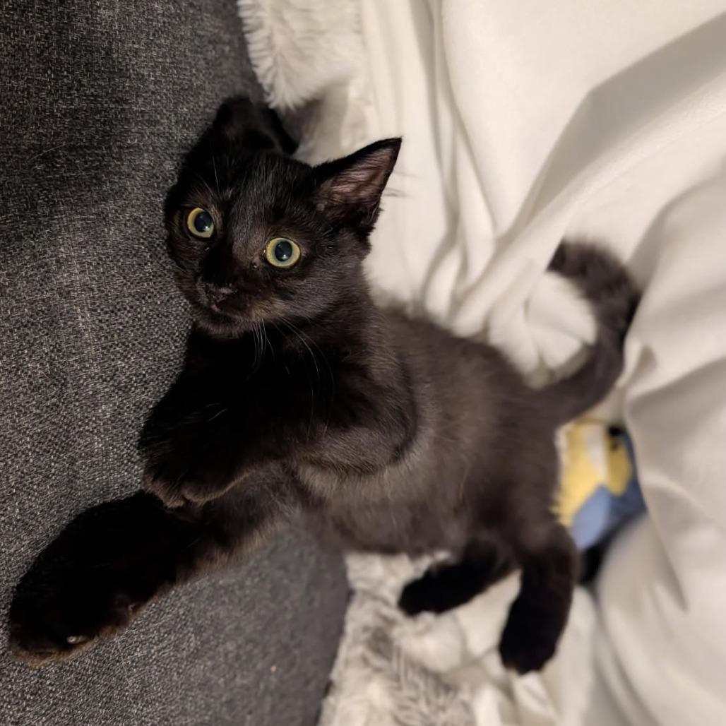 Enlarge Jolene, a Adoptable American Shorthair in Westhampton, NY image 5/6