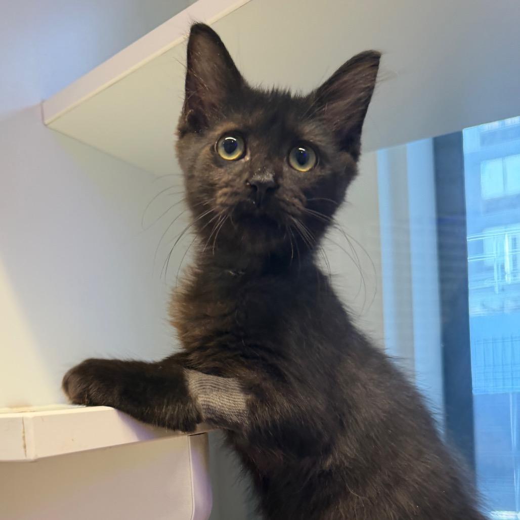 Enlarge Jolene, a Adoptable American Shorthair in Westhampton, NY image 6/6