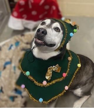 Celeste, a Adoptable mixed breed in Augusta, WV image 1/4