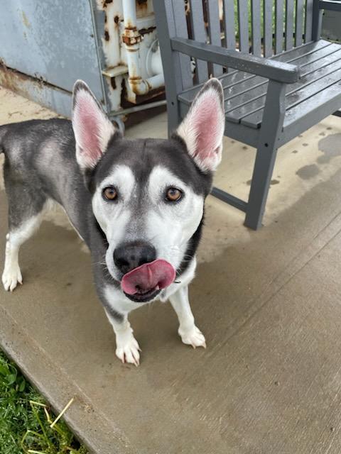 Celeste, Adoptable, Adult Female Husky & Pit Bull Terrier.