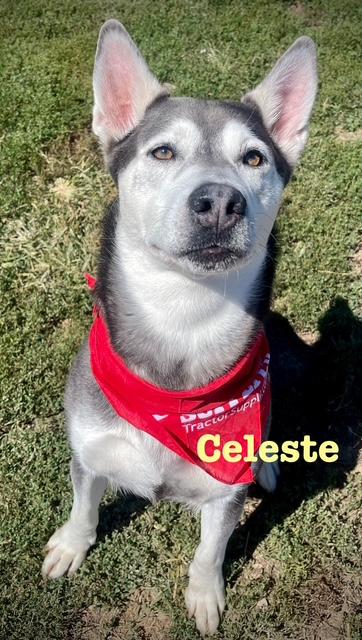 Celeste
