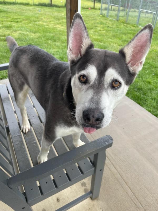 Celeste, a Adoptable mixed breed in Augusta, WV image 4/4