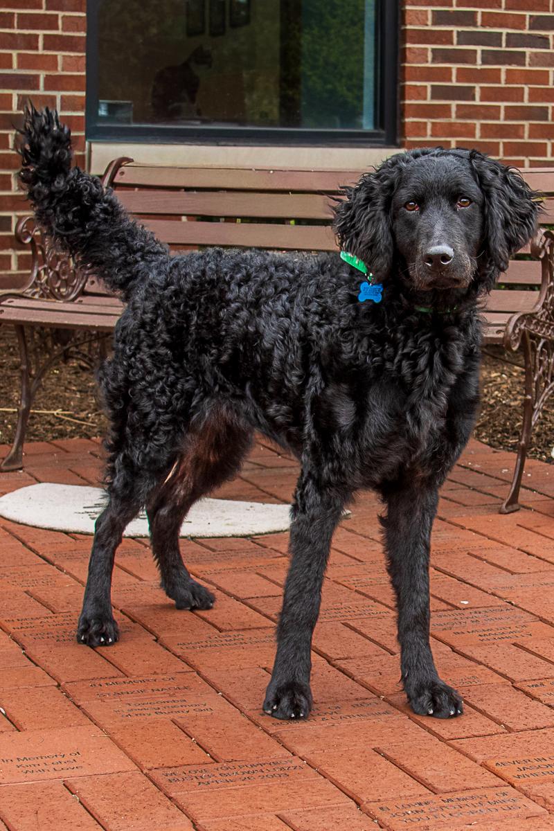 Enlarge Lambchop, an adopted mixed breed in Arlington Heights, IL image 2/2
