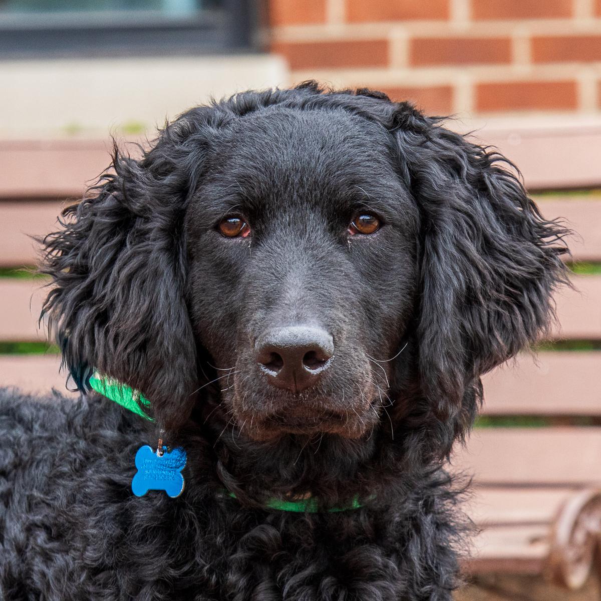 Lambchop, adopted, Adult Female Curly-Coated Retriever.