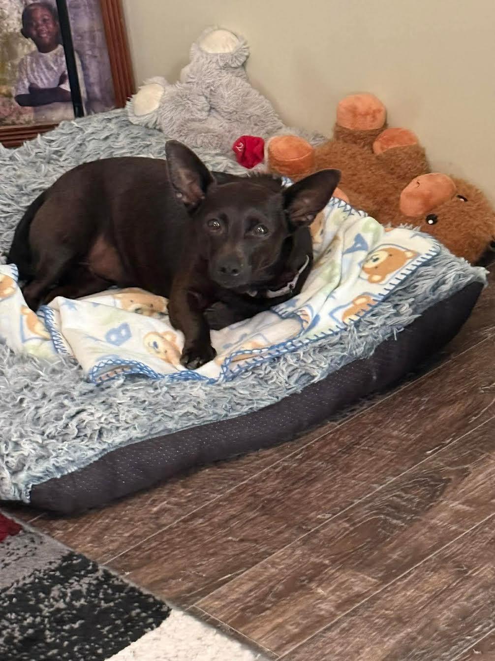 Chico, ADOPTABLE, Adult Male Chiweenie.