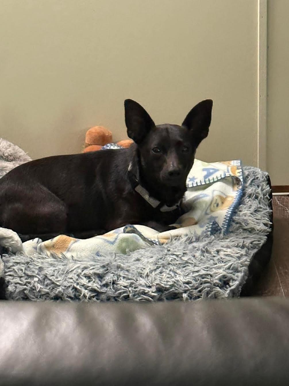 Enlarge Chico, a ADOPTABLE mixed breed in Commerce City, CO image 3/3