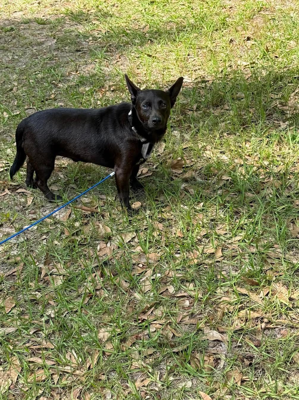 Enlarge Chico, a ADOPTABLE mixed breed in Commerce City, CO image 2/3