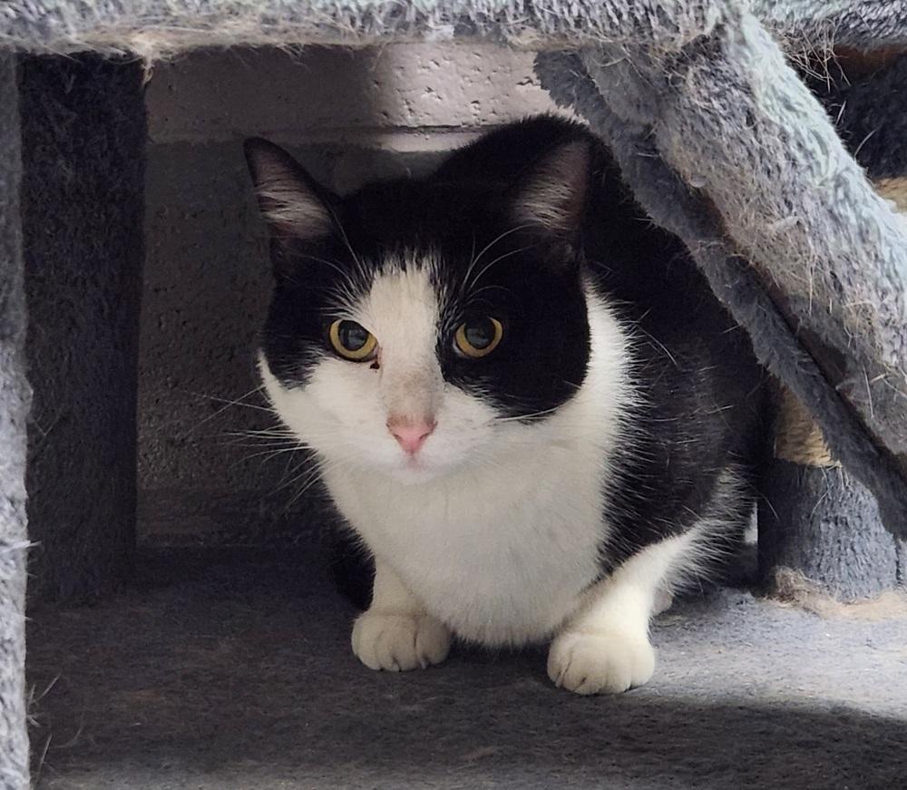 JAY, Adoptable, Adult Male Domestic Short Hair.
