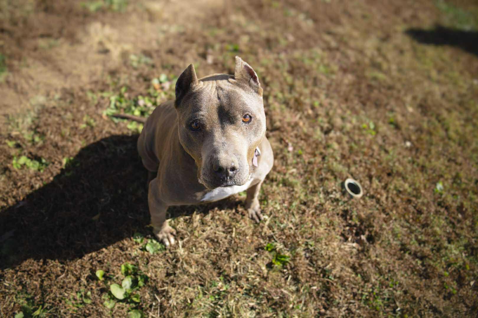 Enlarge Isabella, an adopted Pit Bull Terrier in Franklin, TN, TN image 6/6