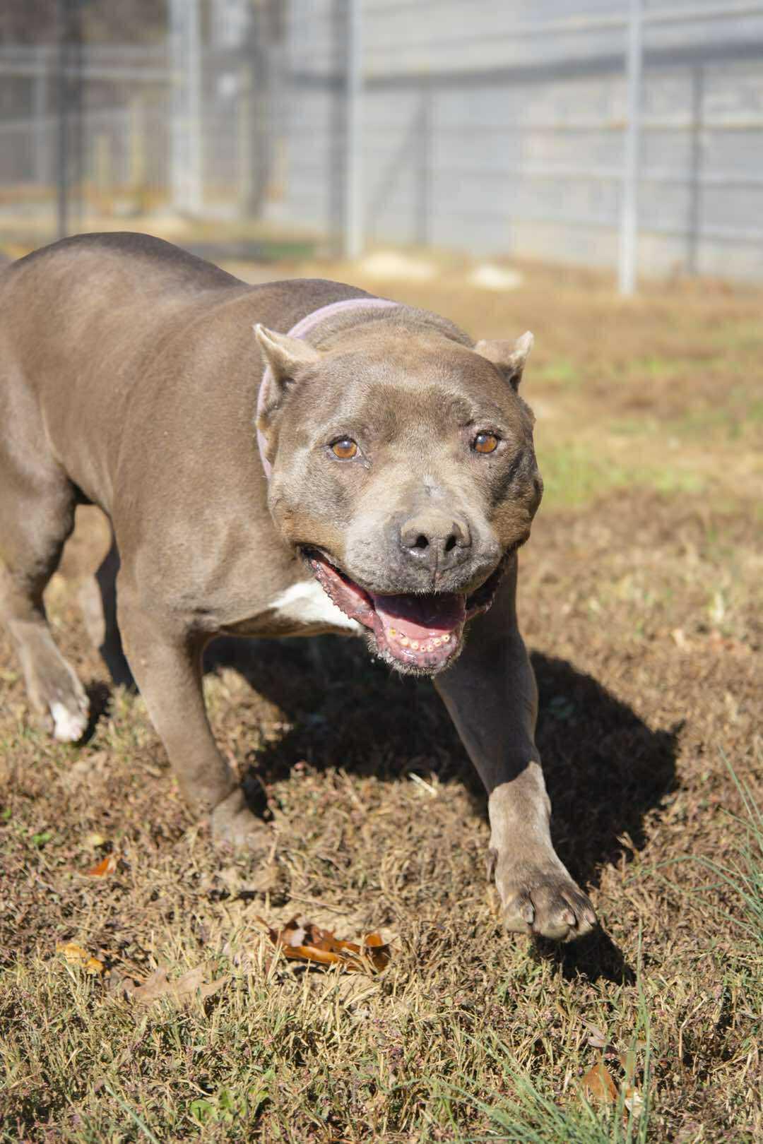 Enlarge Isabella, an adopted Pit Bull Terrier in Franklin, TN, TN image 1/6