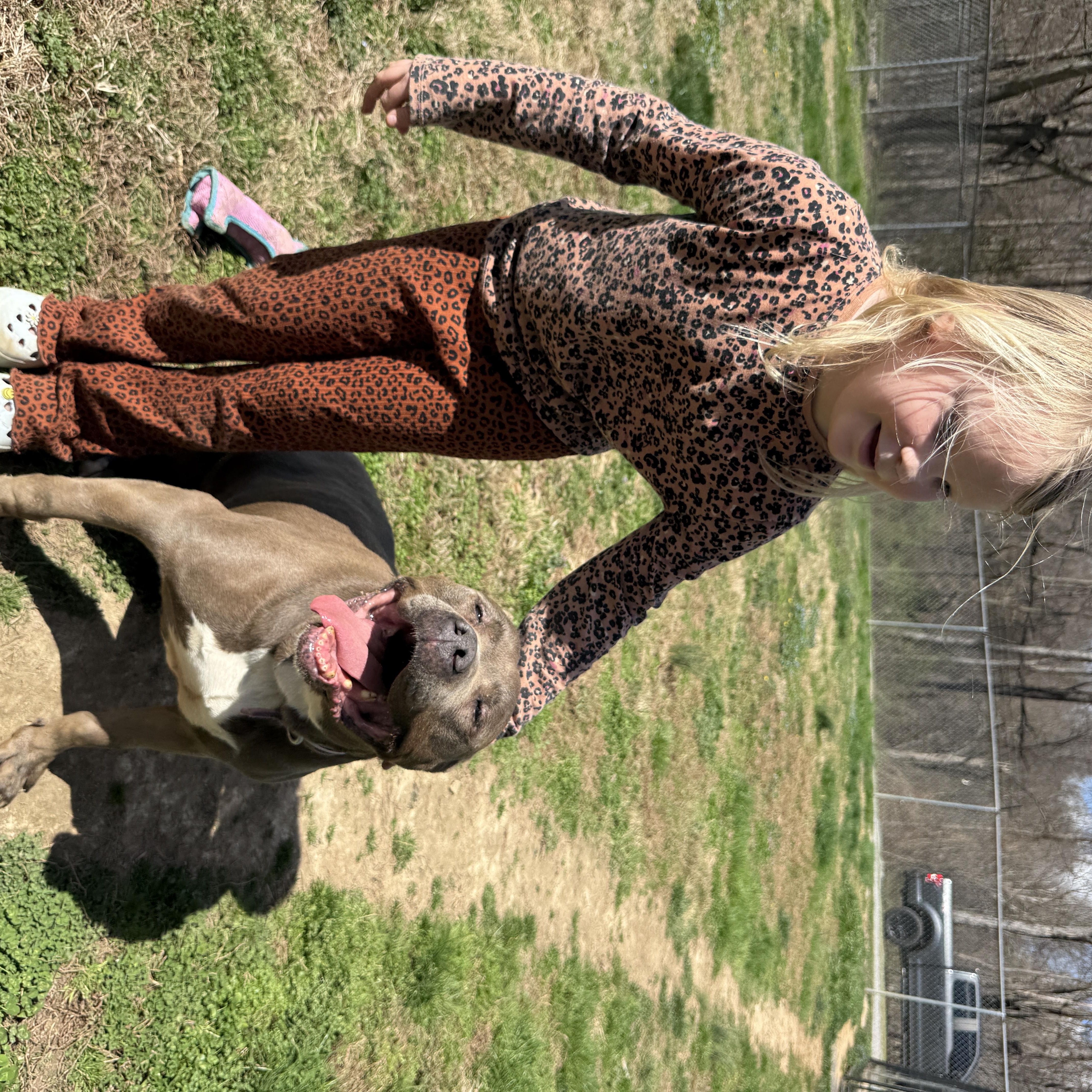 Enlarge Isabella, an adopted Pit Bull Terrier in Franklin, TN, TN image 2/6