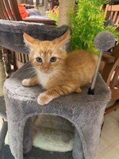 Drew, Adopted, Kitten Male Tabby & Domestic Short Hair.