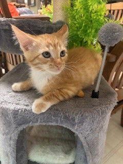 Enlarge Drew, a Adopted mixed breed in Fayetteville, GA image 3/3