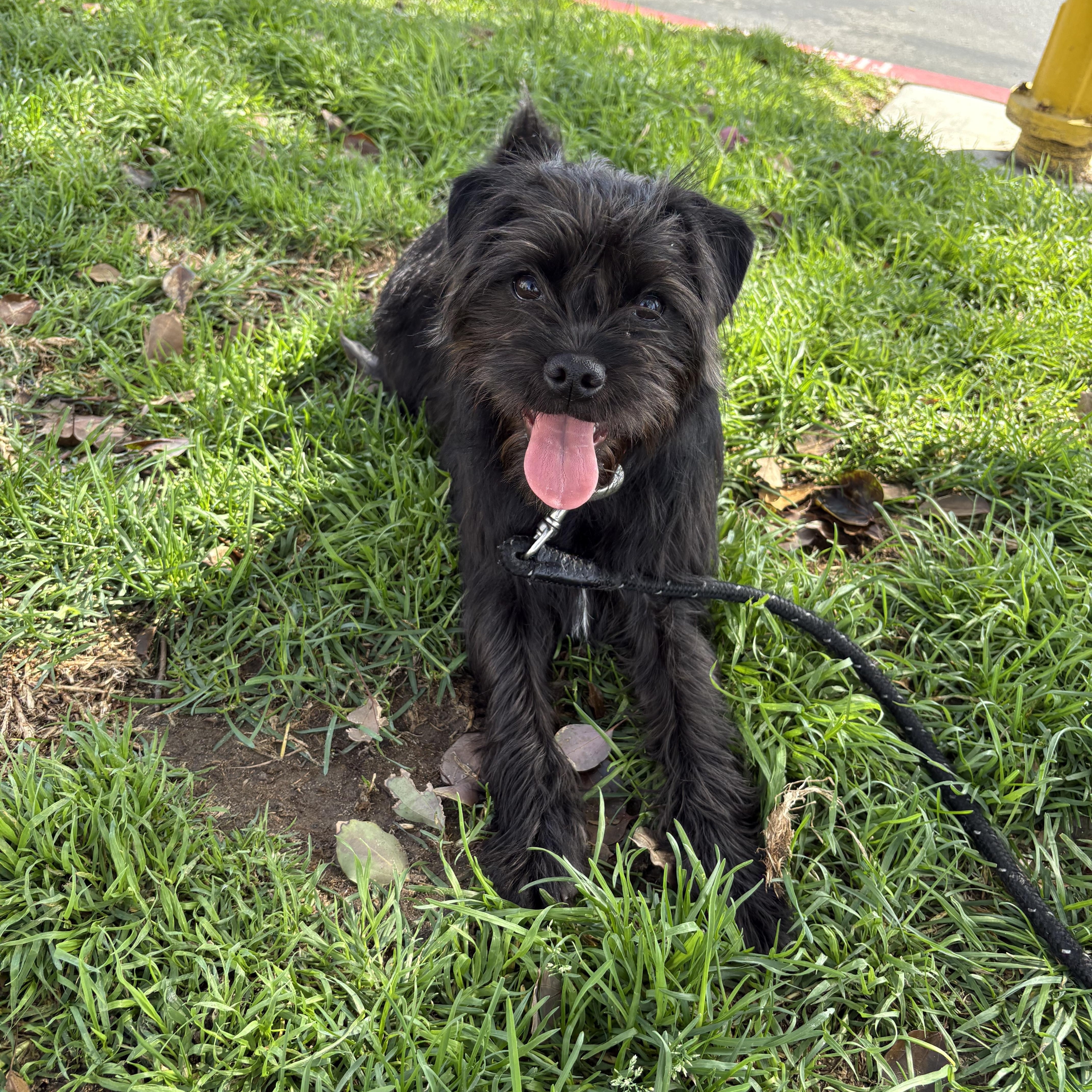 Penny one special girl needs a forever home