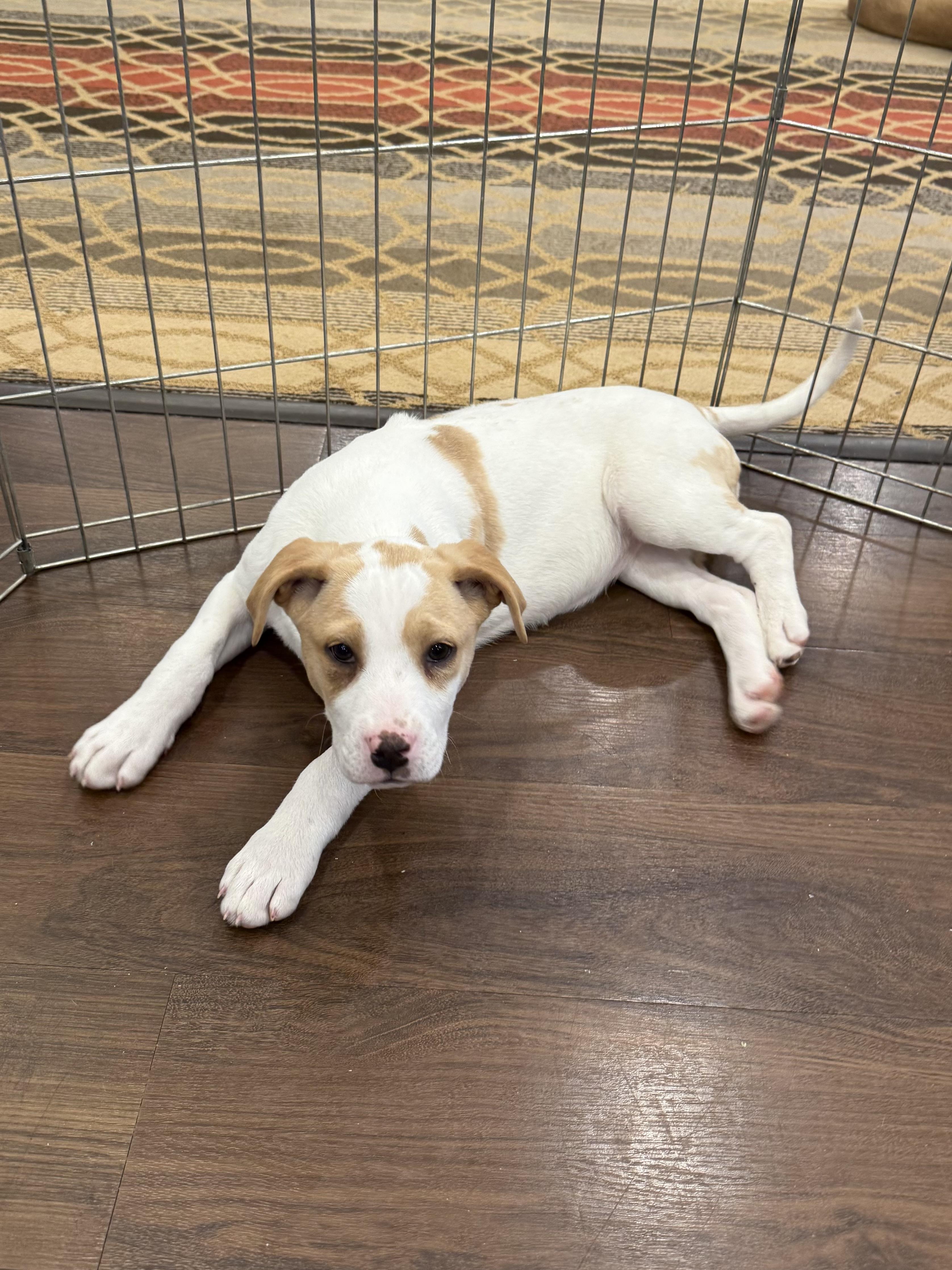 Enlarge Stevie , a Adoptable mixed breed in Succasunna, NJ image 6/6