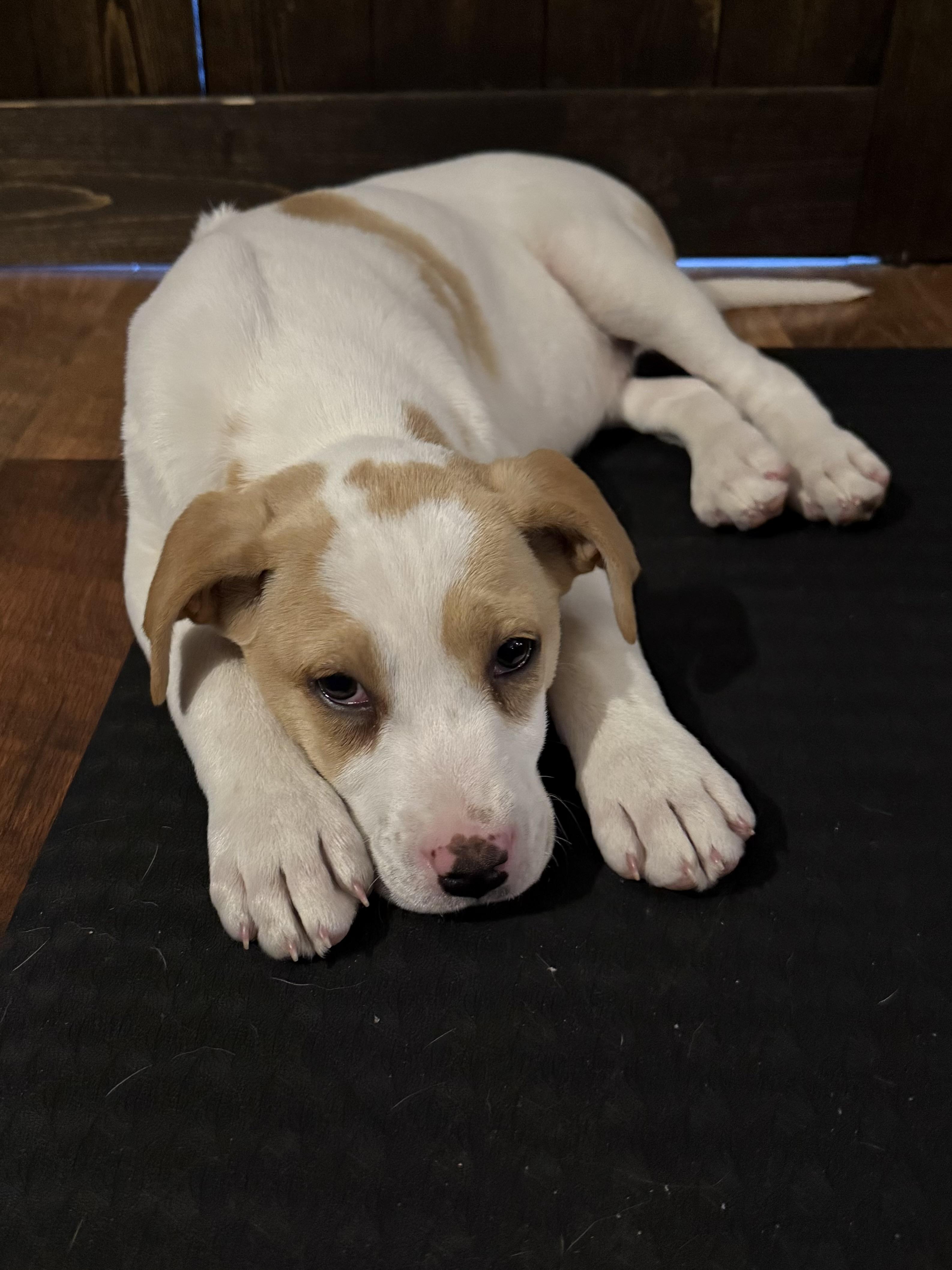 Enlarge Stevie , a Adoptable mixed breed in Succasunna, NJ image 4/6