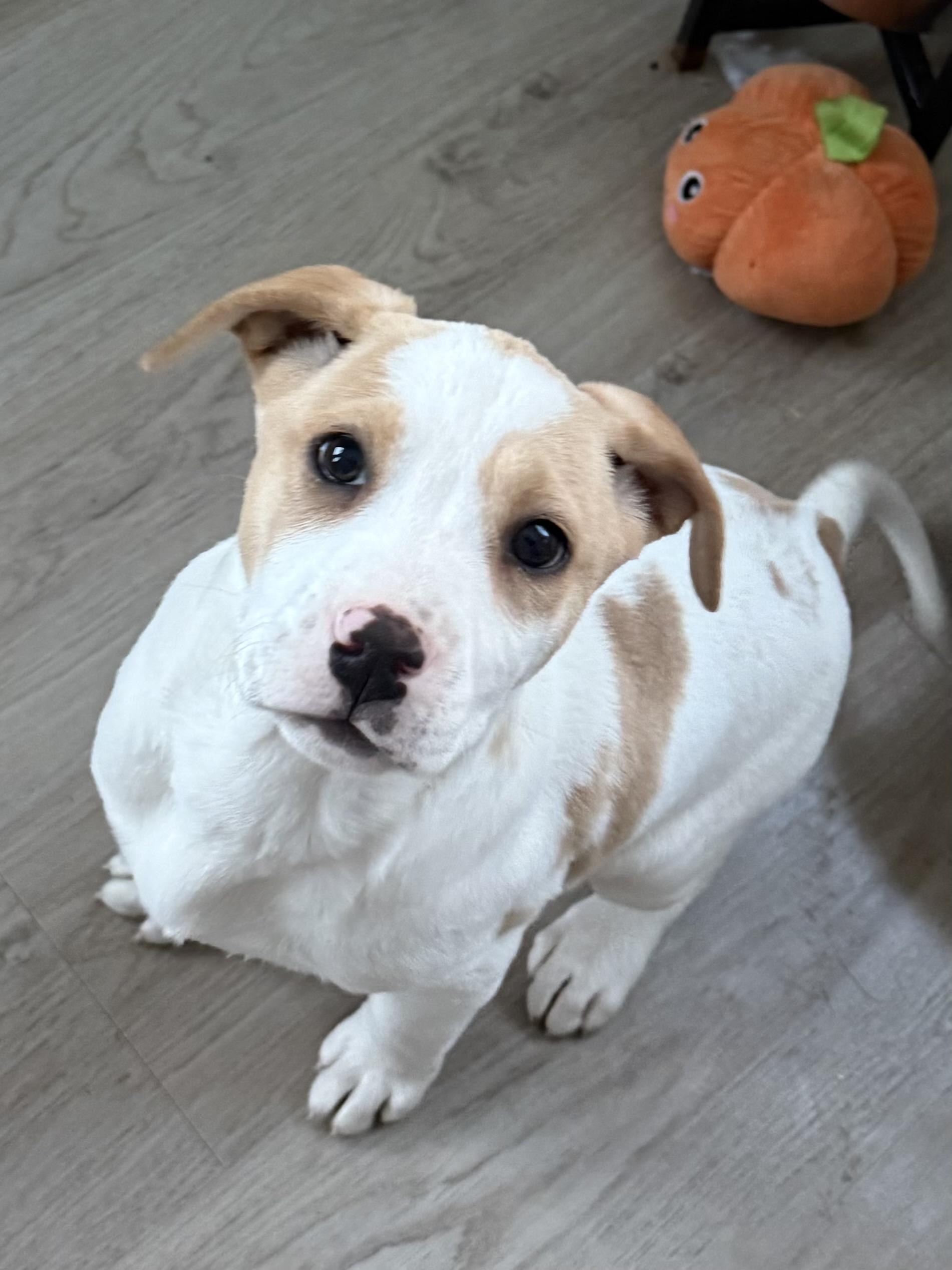 Stevie , Adoptable, Puppy Female Rhodesian Ridgeback.