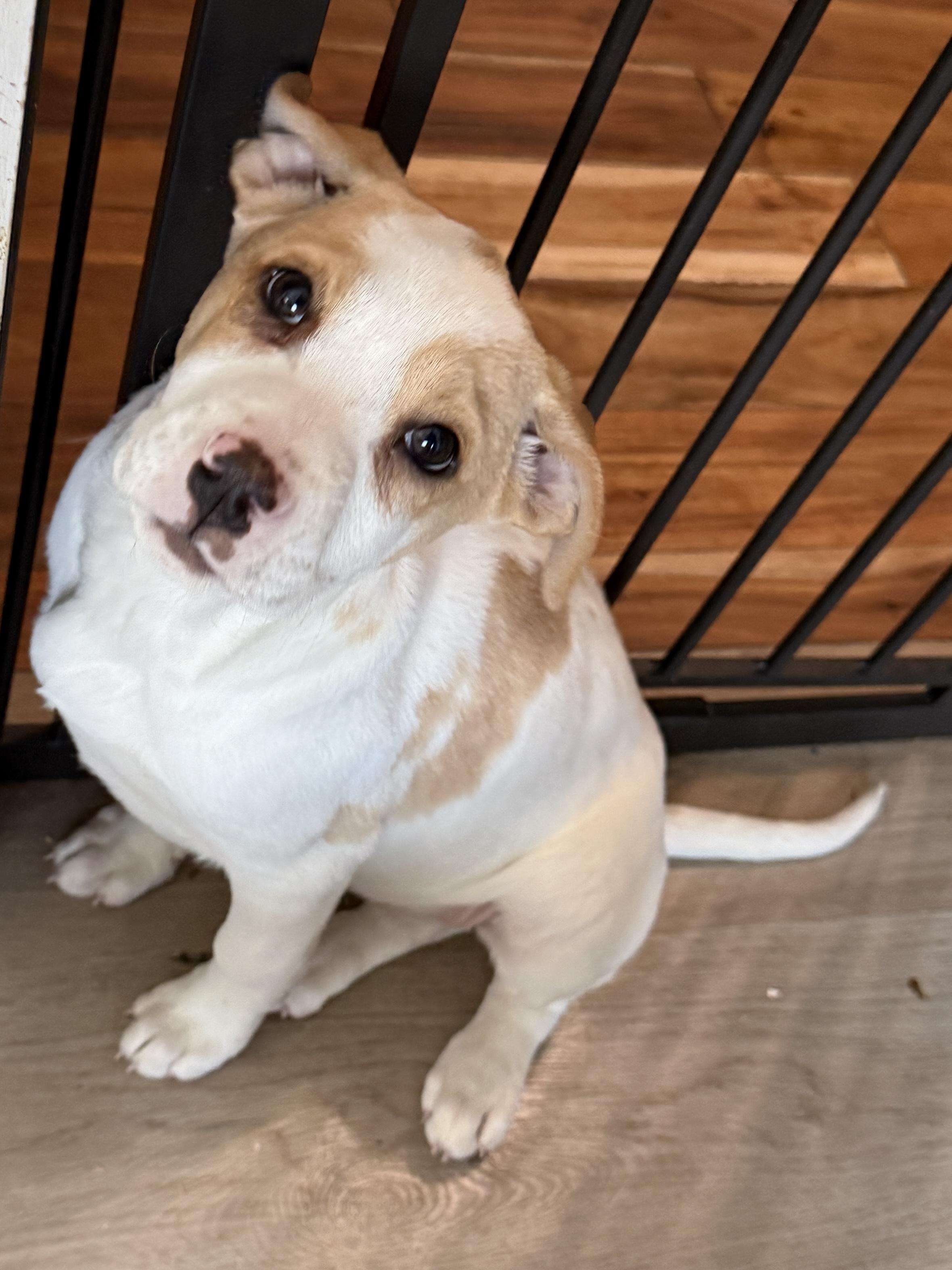 Enlarge Stevie , a Adoptable mixed breed in Succasunna, NJ image 3/6