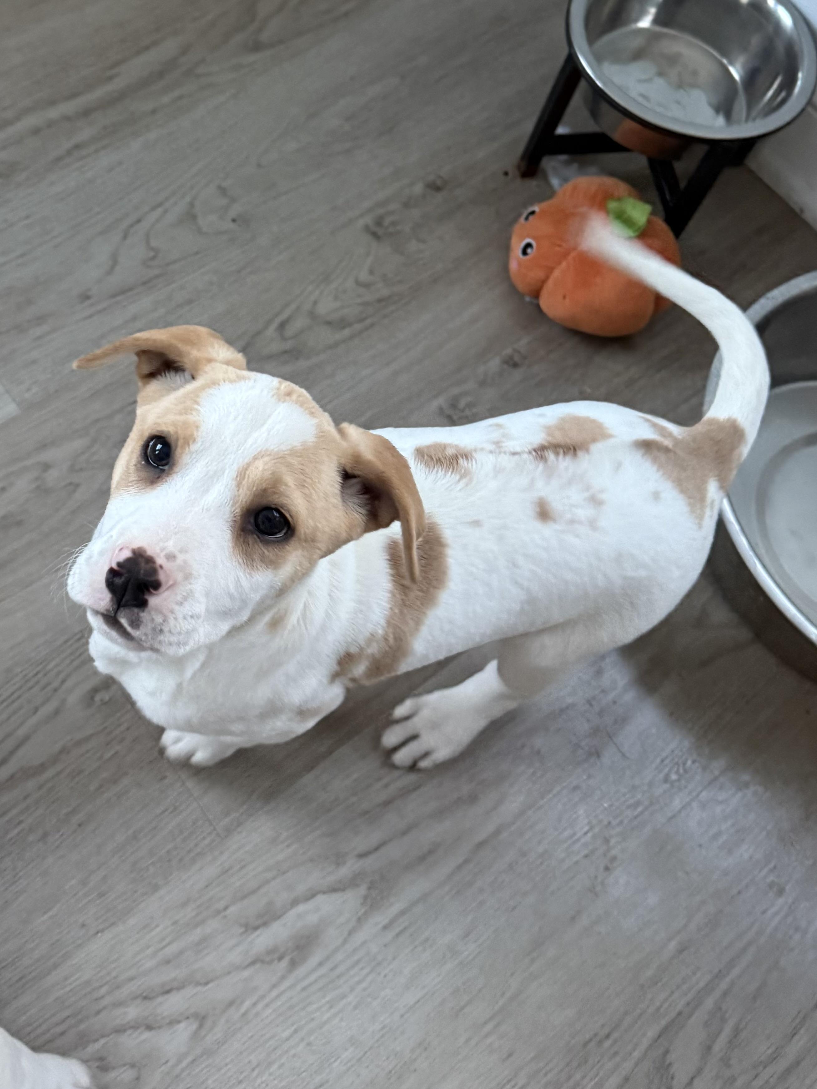 Enlarge Stevie , a Adoptable mixed breed in Succasunna, NJ image 5/6