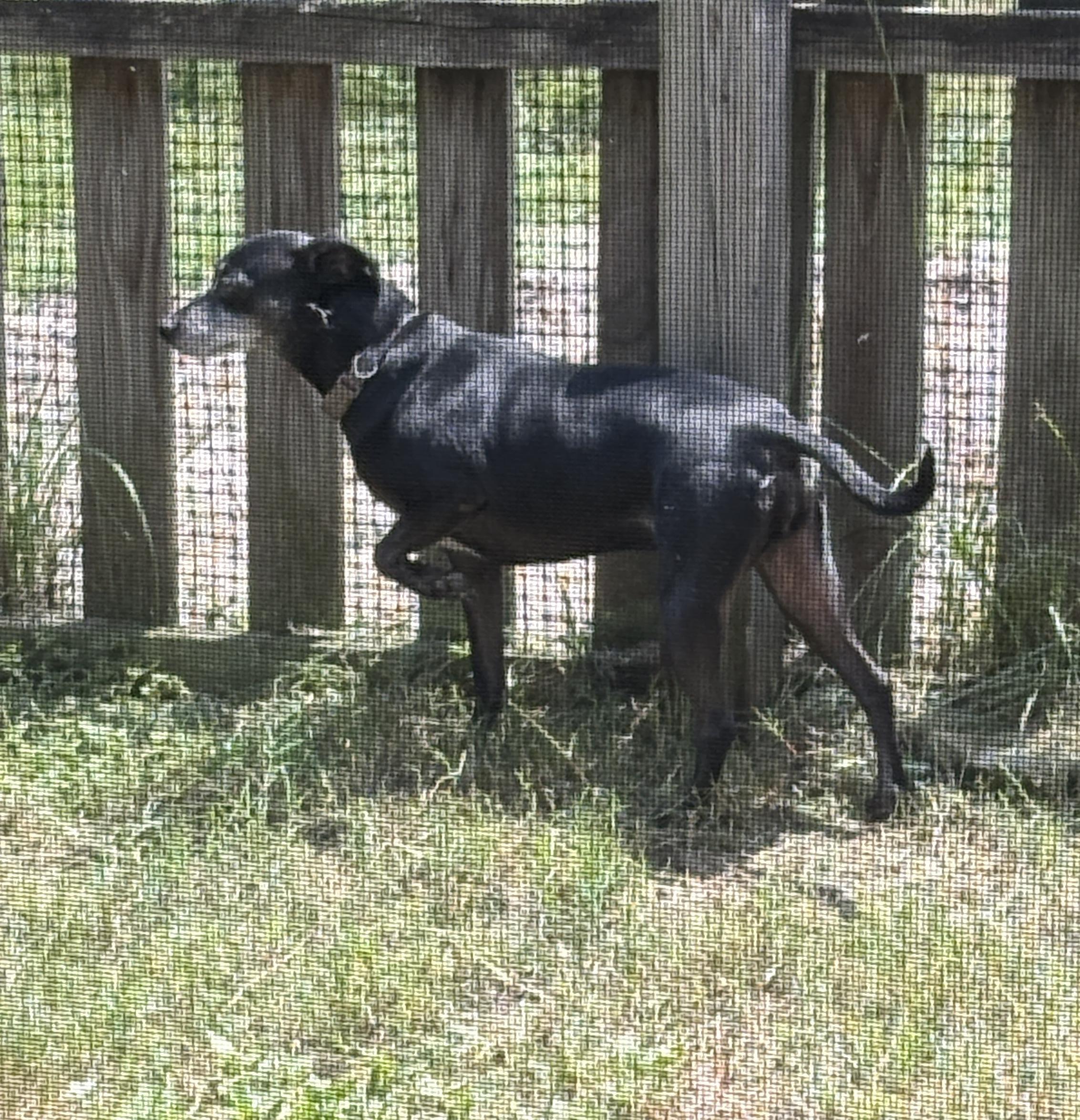 Enlarge Bella Beauty, a Adoptable mixed breed in Palatka, FL image 2/2